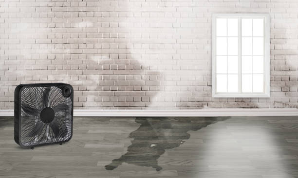 Best Local water damage restoration  in Lighthouse Point, FL